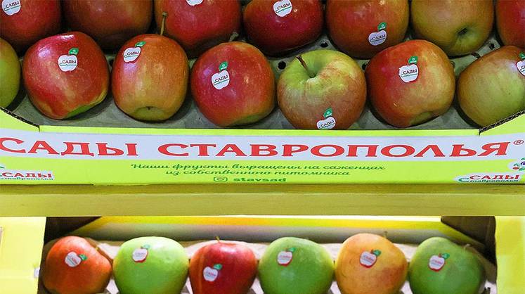 Интенсивное садоводство: импортозамещение маточных питомников