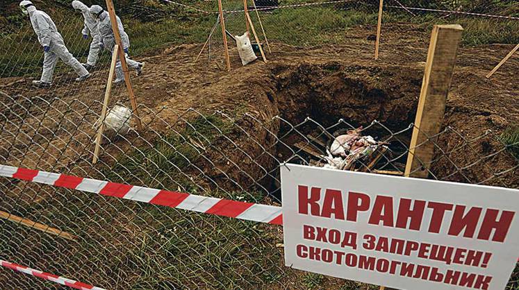 Калининградская область: нет скотомогильникам Калининградская область: нет скотомогильникам