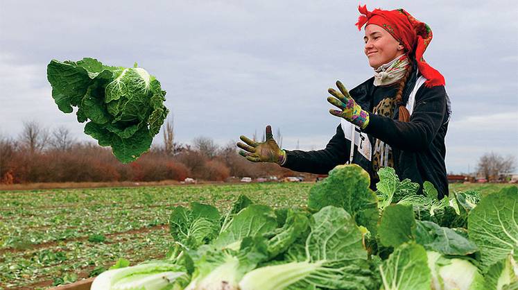 Пекинскую капусту локализуют