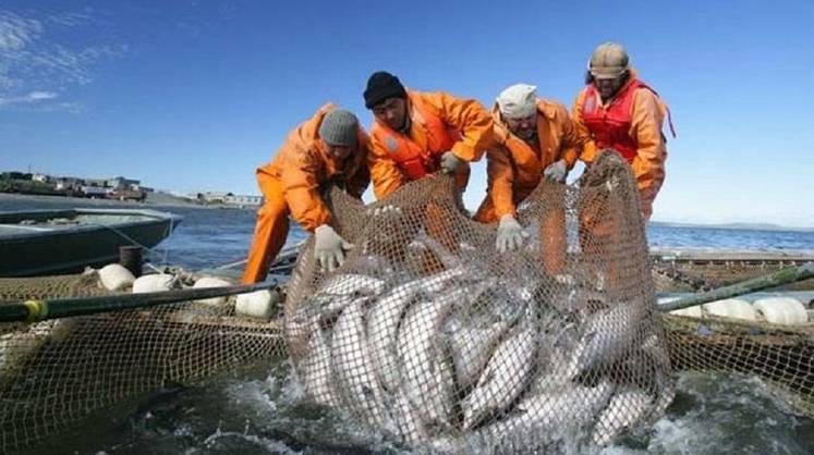 Дальневосточную рыбу проверили на радиоактивность после сброса воды с АЭС «Фукусима-1»